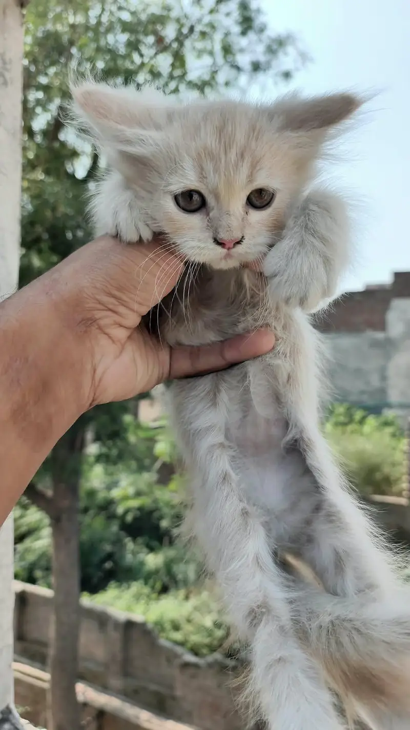 Healthy Persian kittens — photo 4