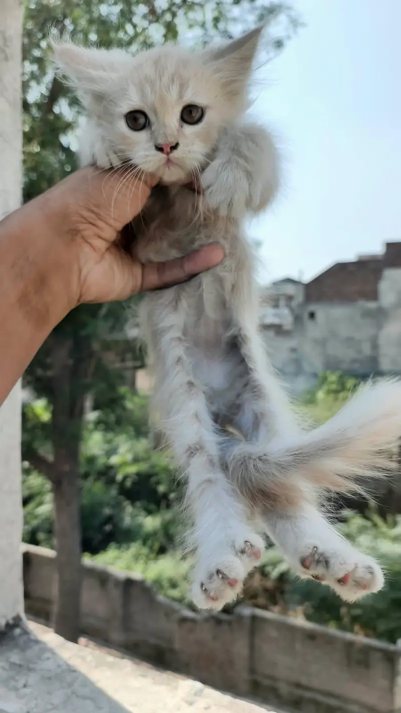 Healthy Persian kittens — photo 5