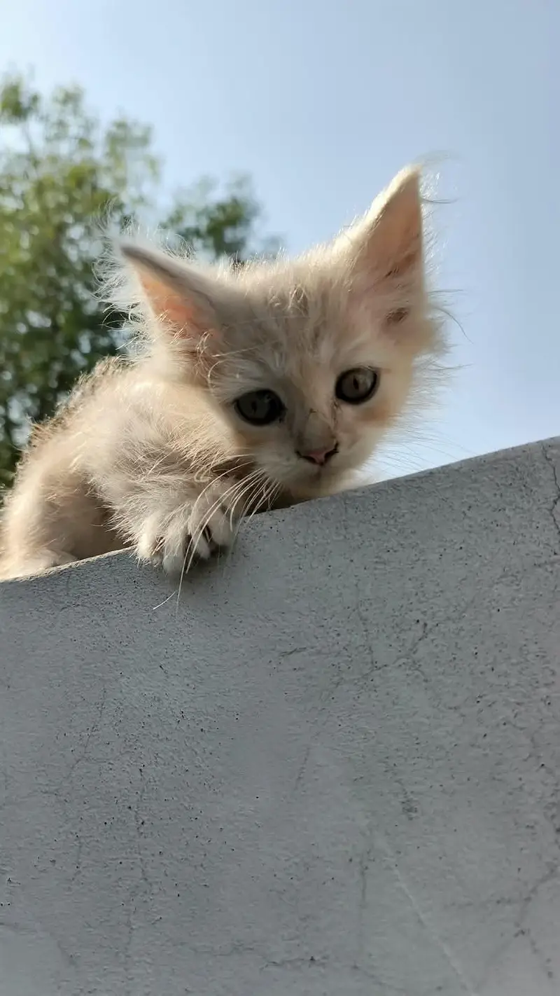 Healthy Persian kittens — photo 6