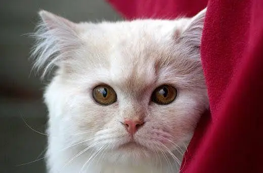 Healthy Persian kittens — photo 8