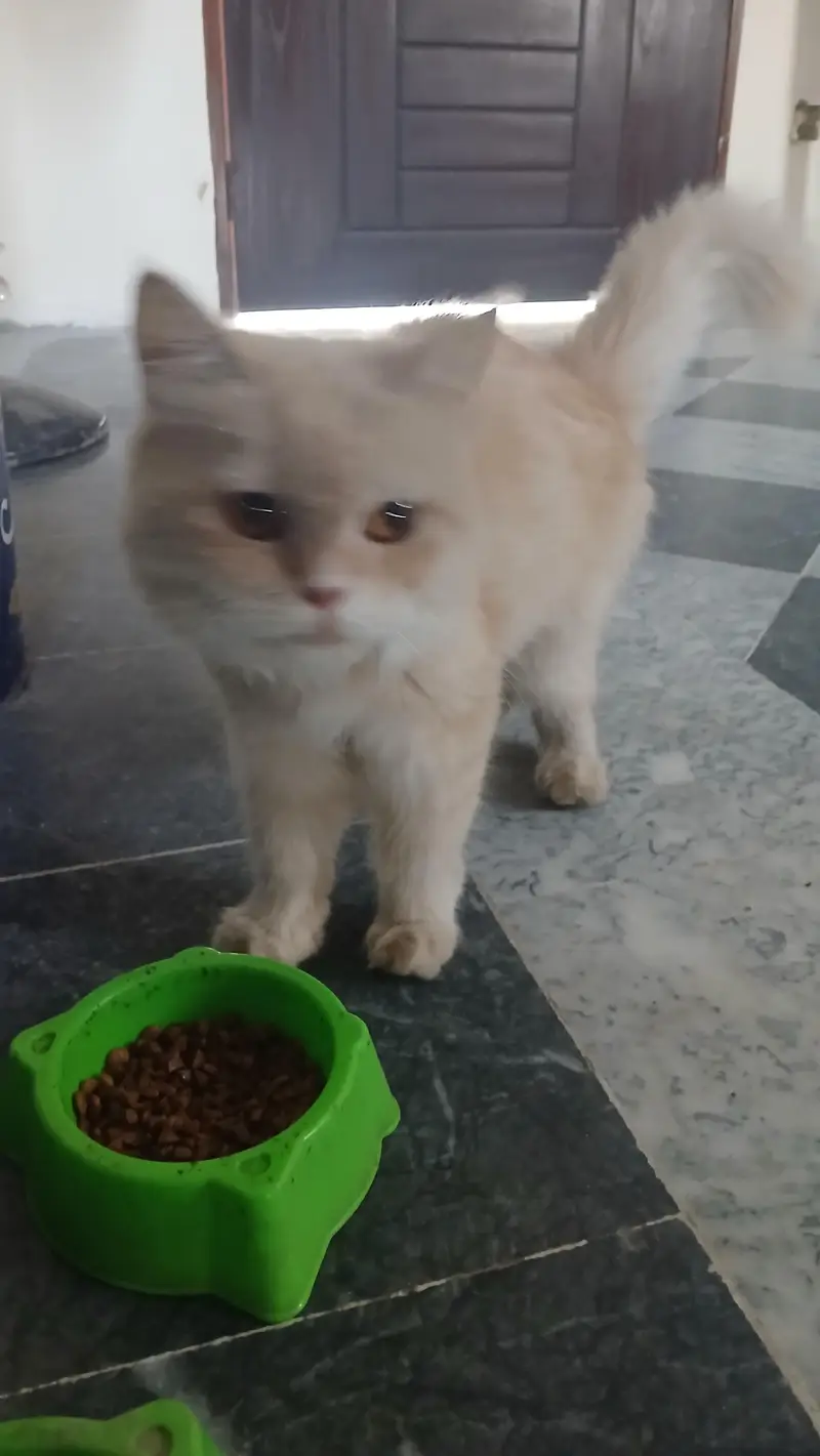 Healthy Persian kittens — photo 9