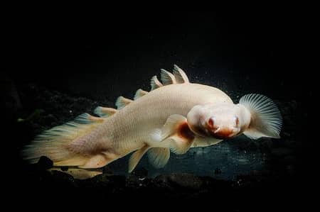 har trha ka aquarium ready krwaye all exotic fish available