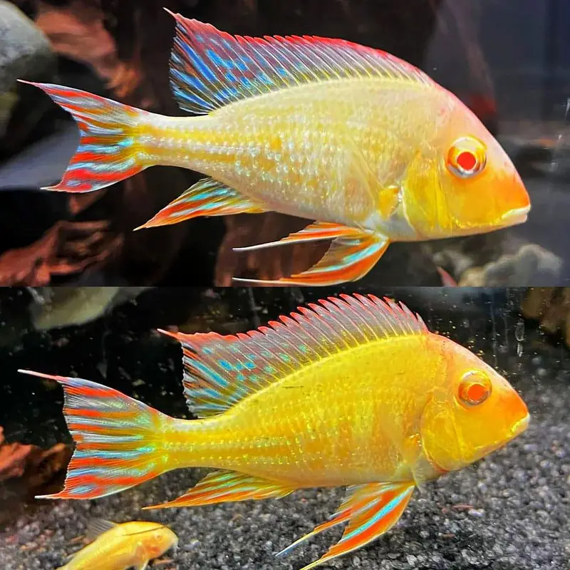 har trha ka aquarium ready krwaye all exotic fish available — photo 2