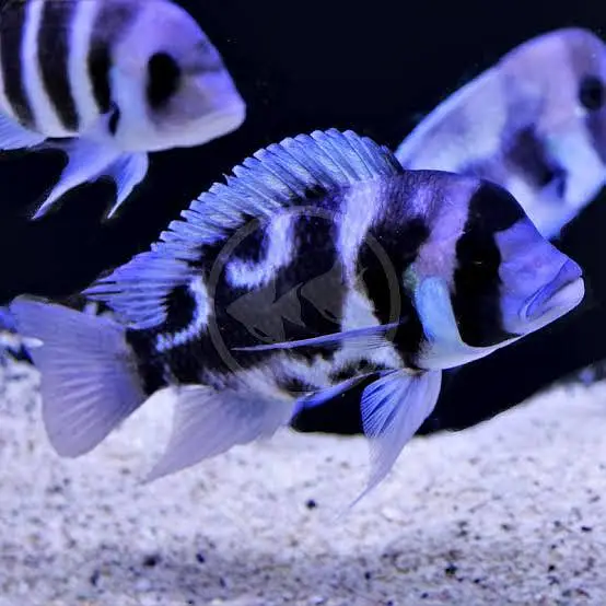 har trha ka aquarium ready krwaye all exotic fish available — photo 3