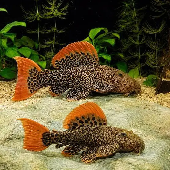 har trha ka aquarium ready krwaye all exotic fish available — photo 4