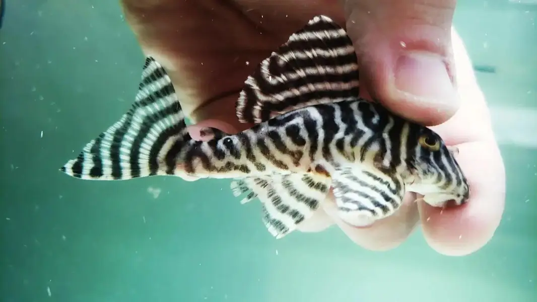 har trha ka aquarium ready krwaye all exotic fish available — photo 5
