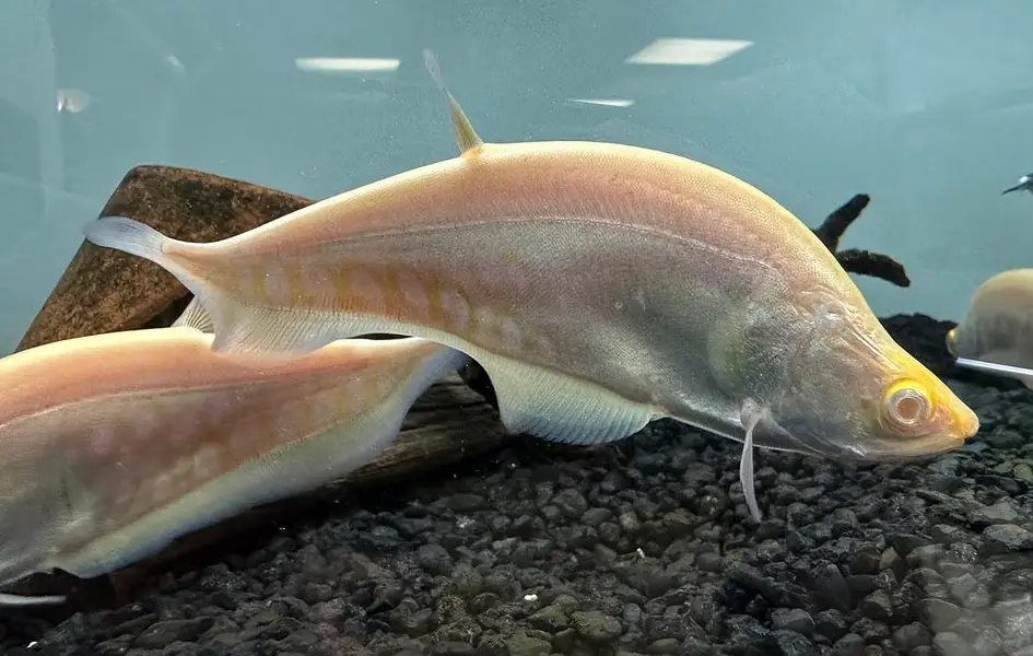 har trha ka aquarium ready krwaye all exotic fish available — photo 7