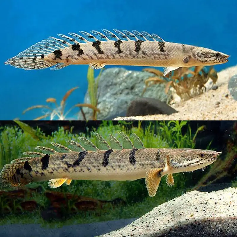 har trha ka aquarium ready krwaye all exotic fish available — photo 8