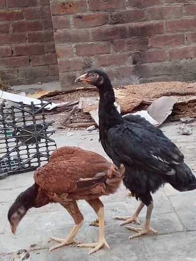 SALE HEN