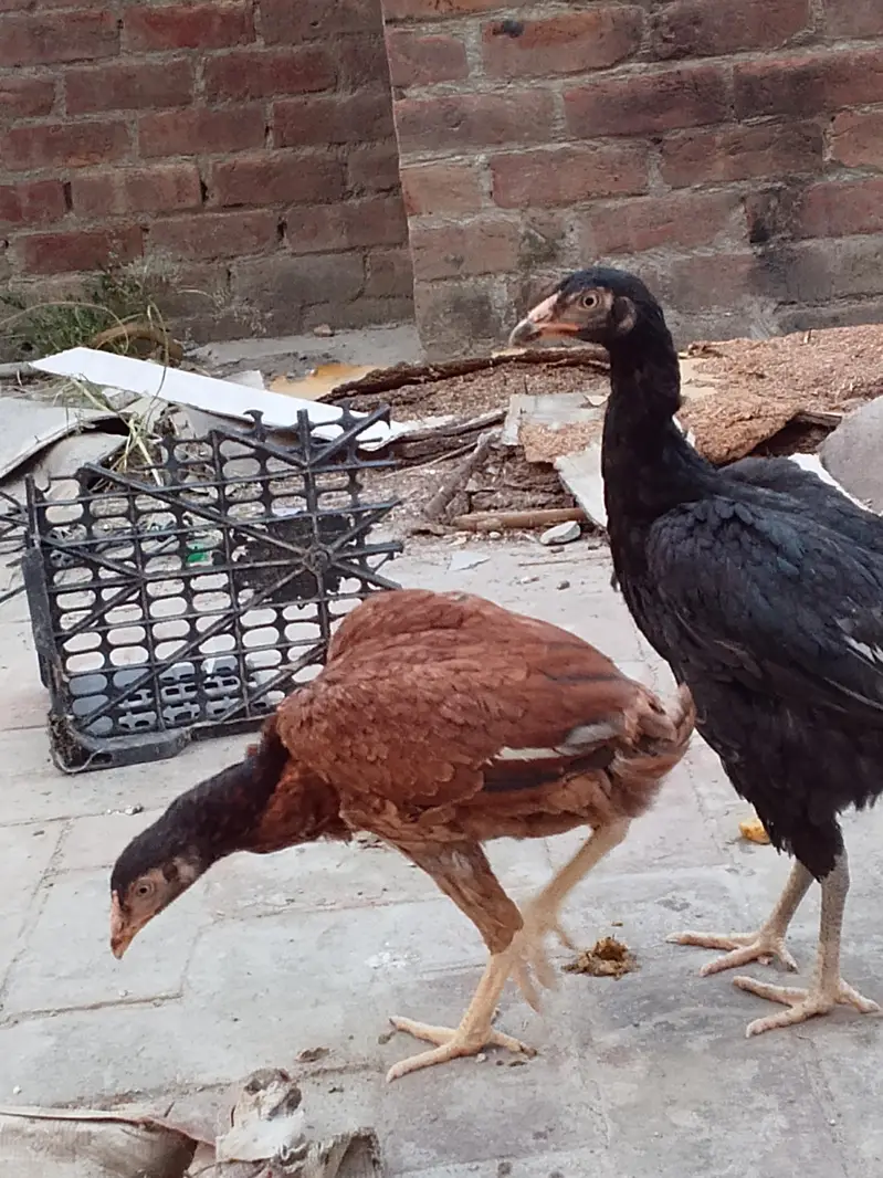 SALE HEN — photo 2
