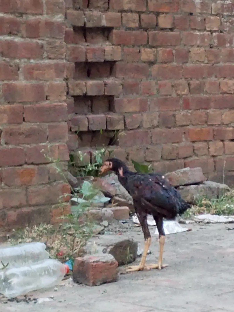 SALE HEN — photo 3