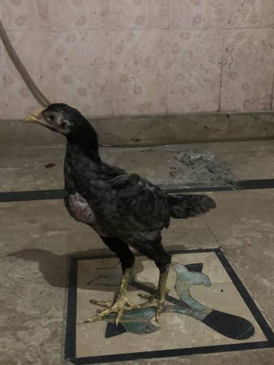Aseel barmi chicks imported
