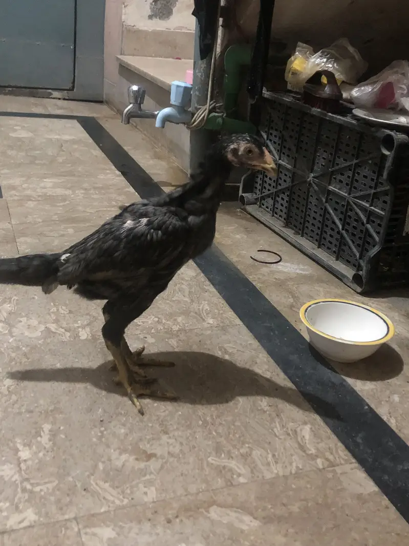 Aseel barmi chicks imported — photo 2