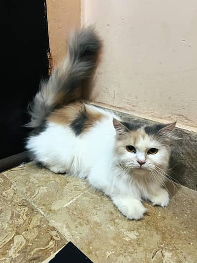 persian female calico cat