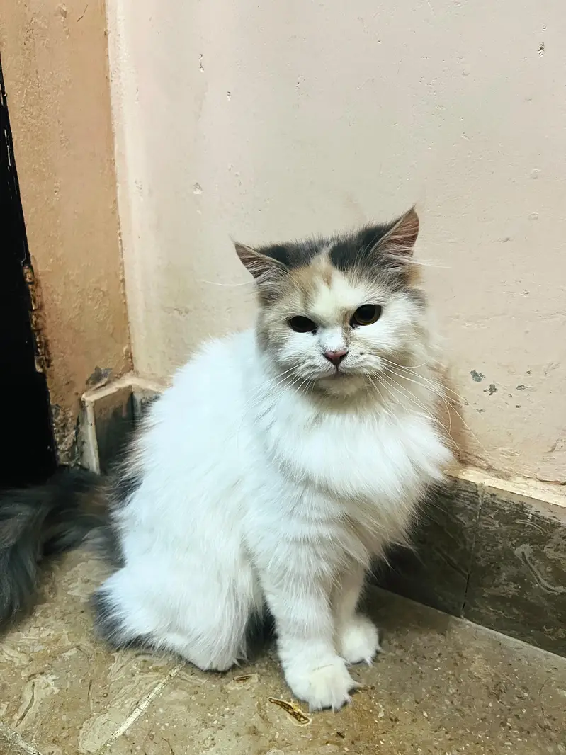 persian female calico cat — photo 2