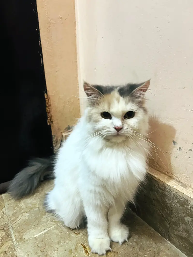 persian female calico cat — photo 3