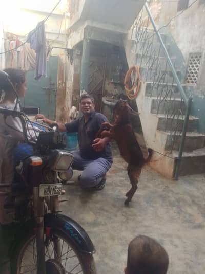 Bakra jordi