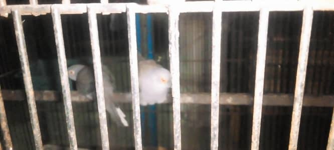doves
