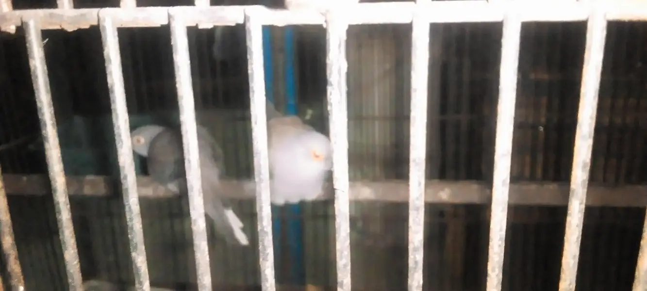 doves