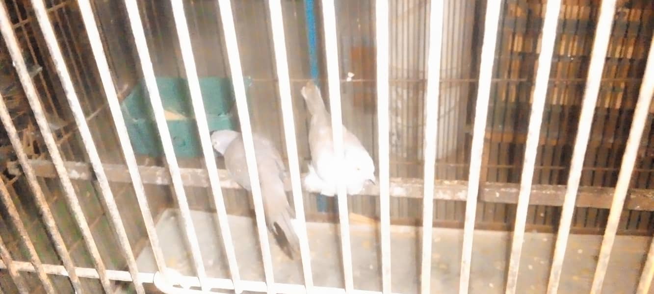 doves 1