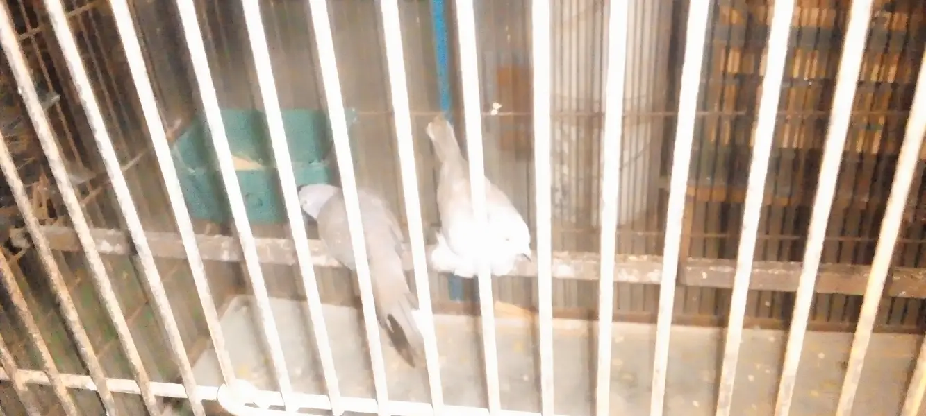 doves — photo 2