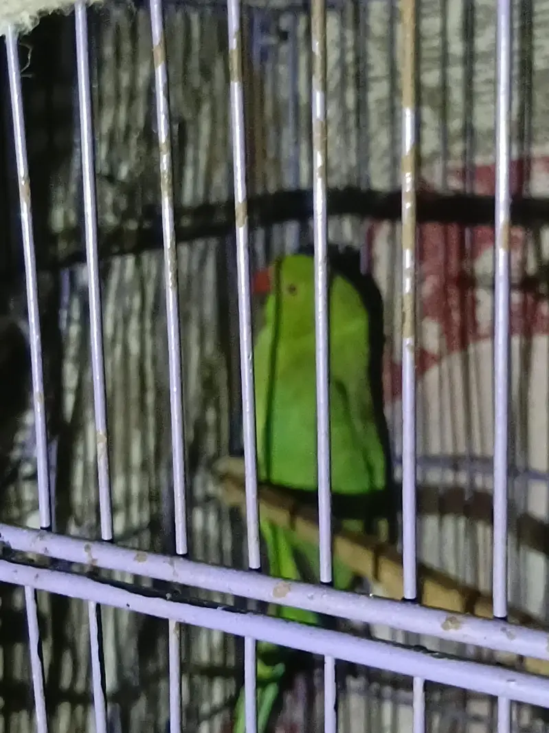 green female for sale — photo 2