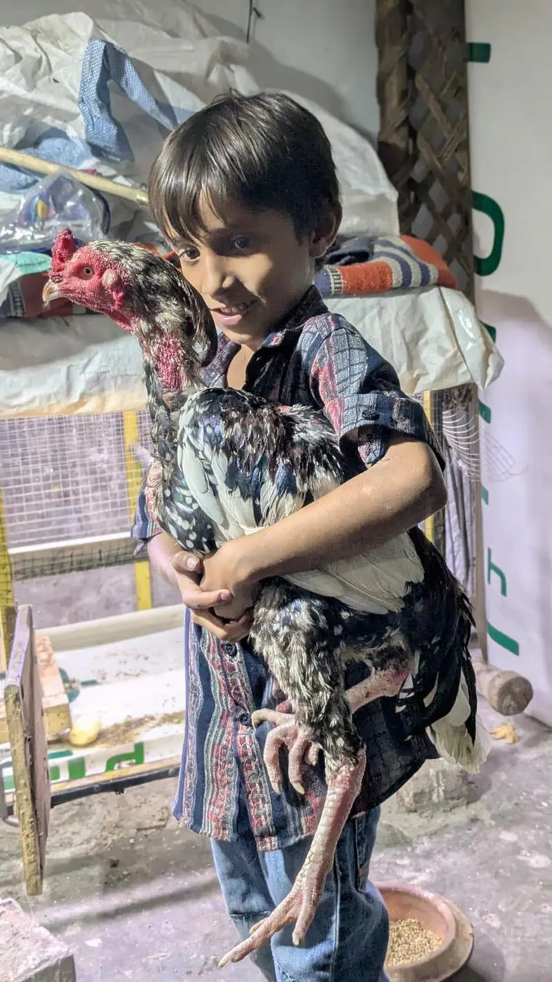 pure pakistani aseel male — photo 2
