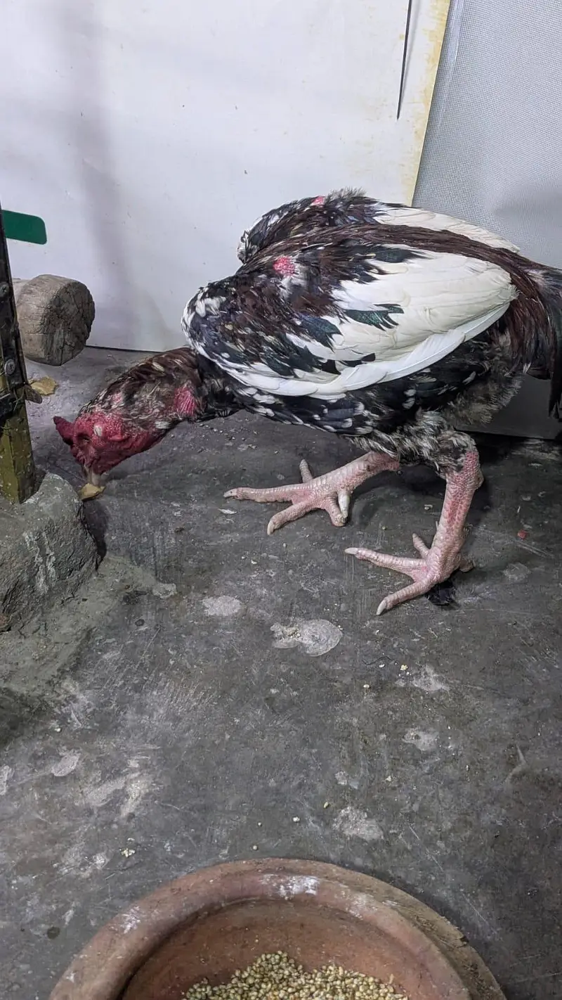 pure pakistani aseel male — photo 3