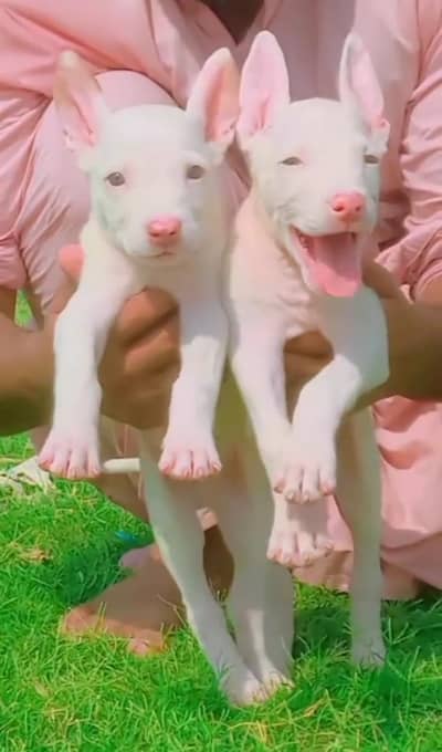 pure kohati gultair male female for sale available