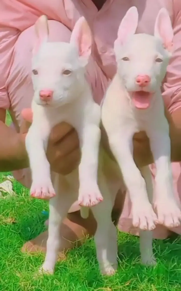 pure kohati gultair male female for sale available — photo 2