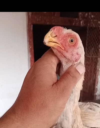 Parrot Beak