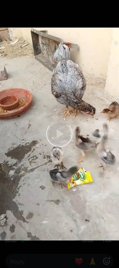 Miya wali chick