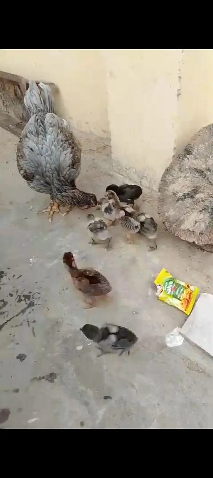Miya wali chick — photo 2