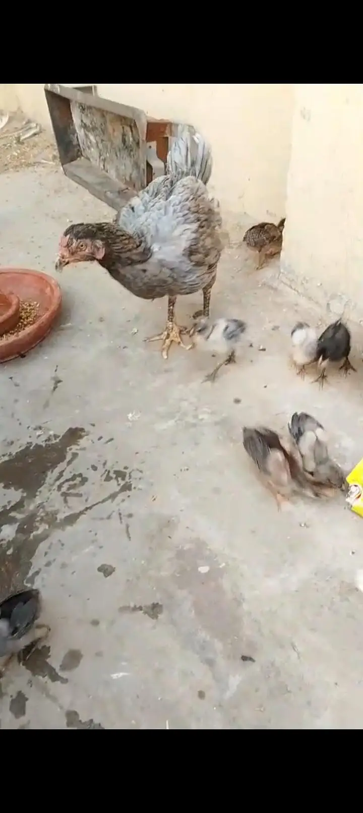 Miya wali chick — photo 3