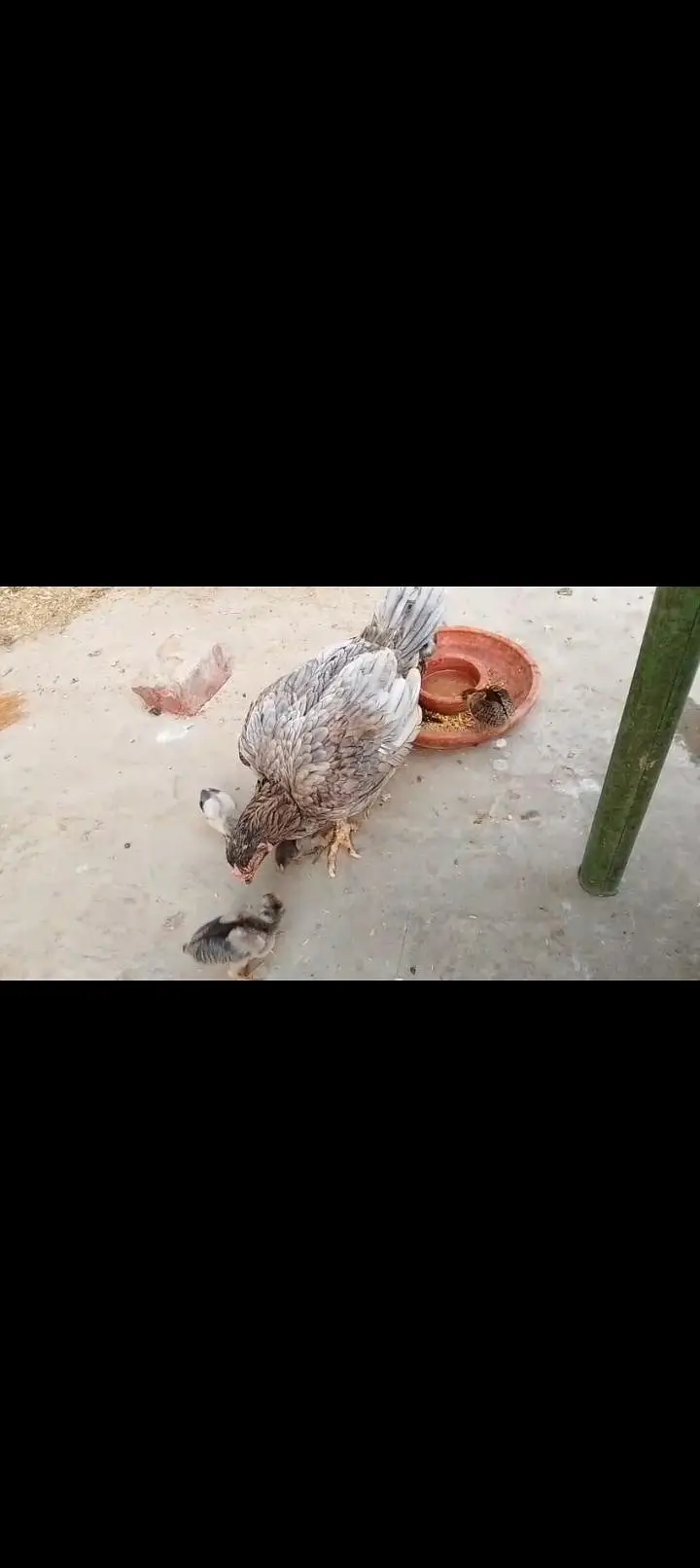 Miya wali chick — photo 4