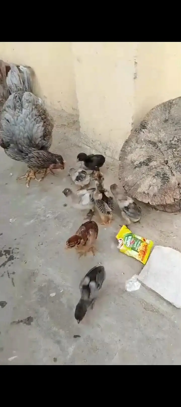 Miya wali chick — photo 5