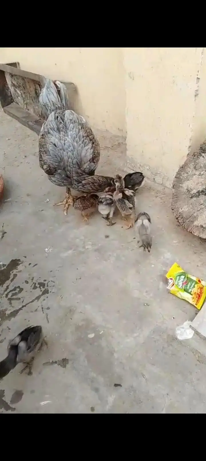 Miya wali chick — photo 6