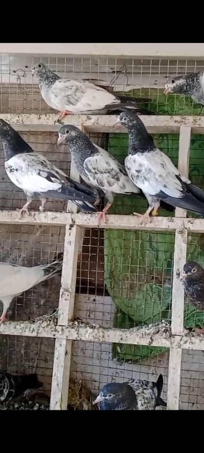 prwazi bachy home breed for sale