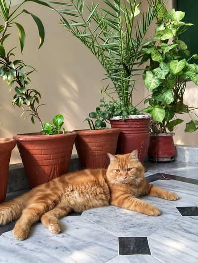 Persian cat for sale well trained.