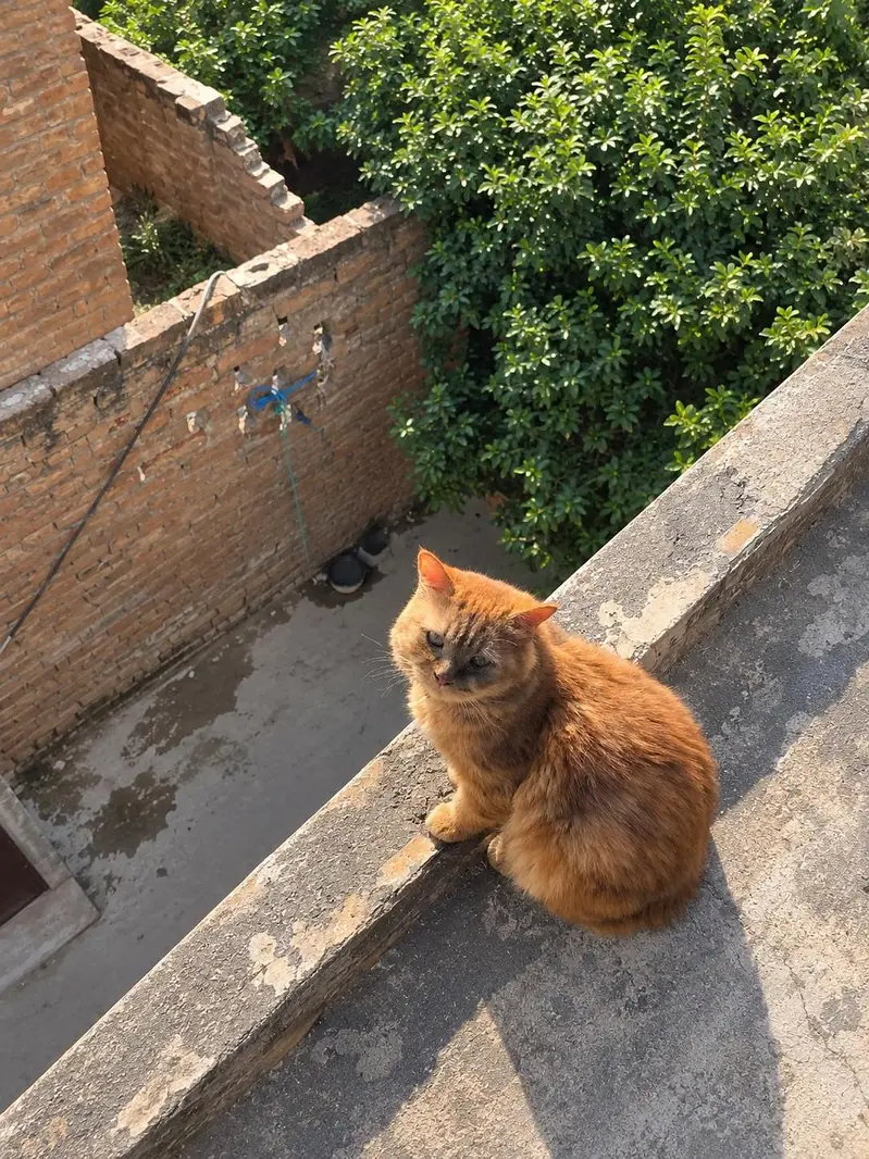 Persian cat for sale well trained. — photo 2