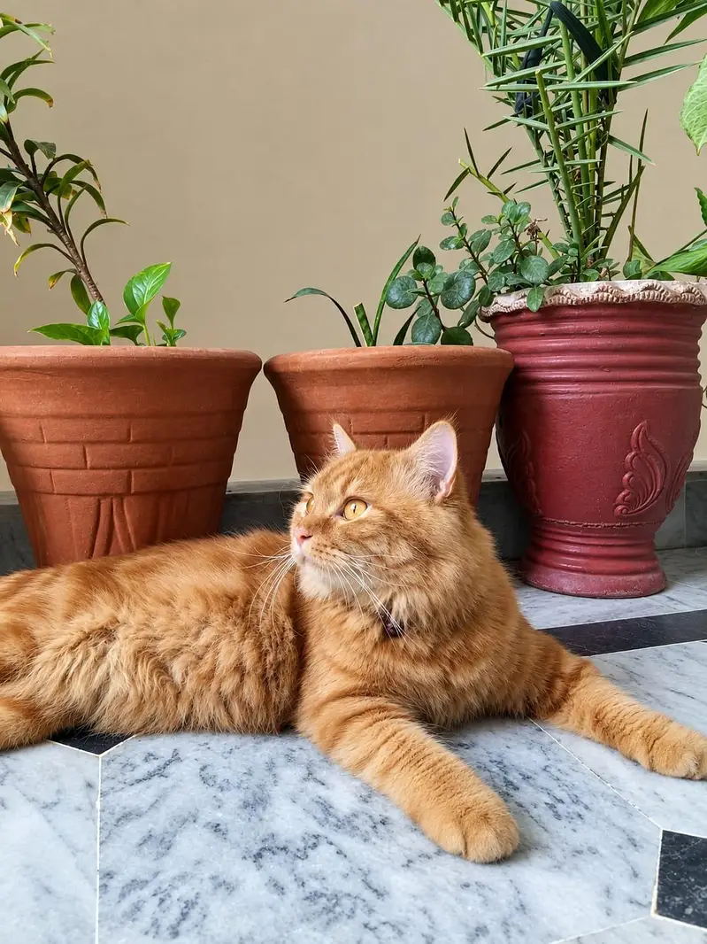 Persian cat for sale well trained. — photo 3