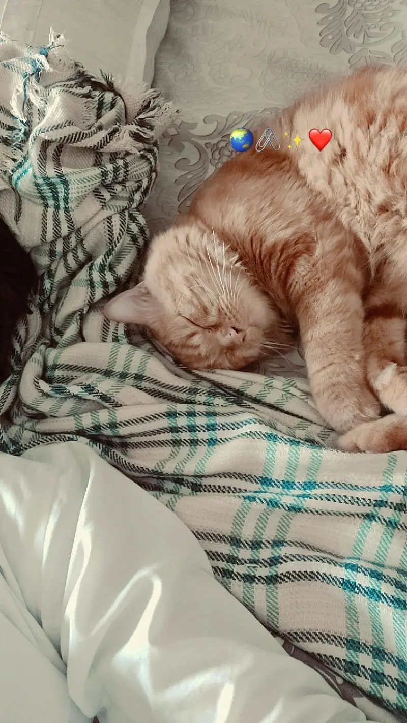 Persian cat for sale well trained. — photo 4