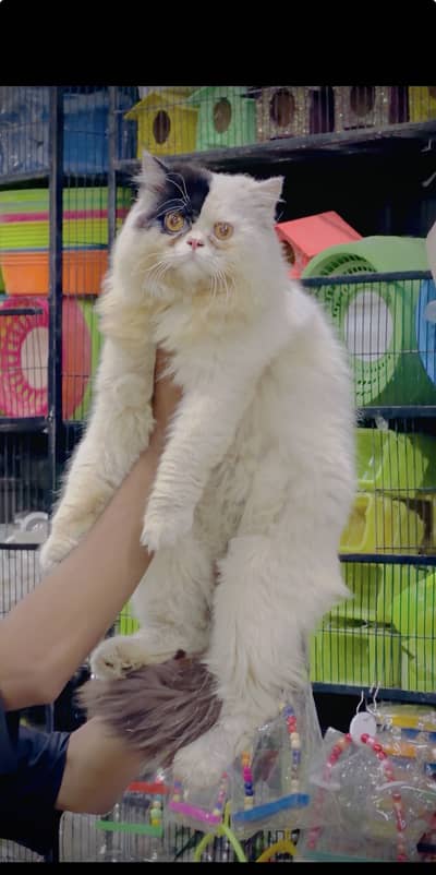 Piki peke Blood Line Male Stud/Mating