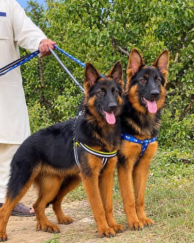 German Shepherd long coat Pair