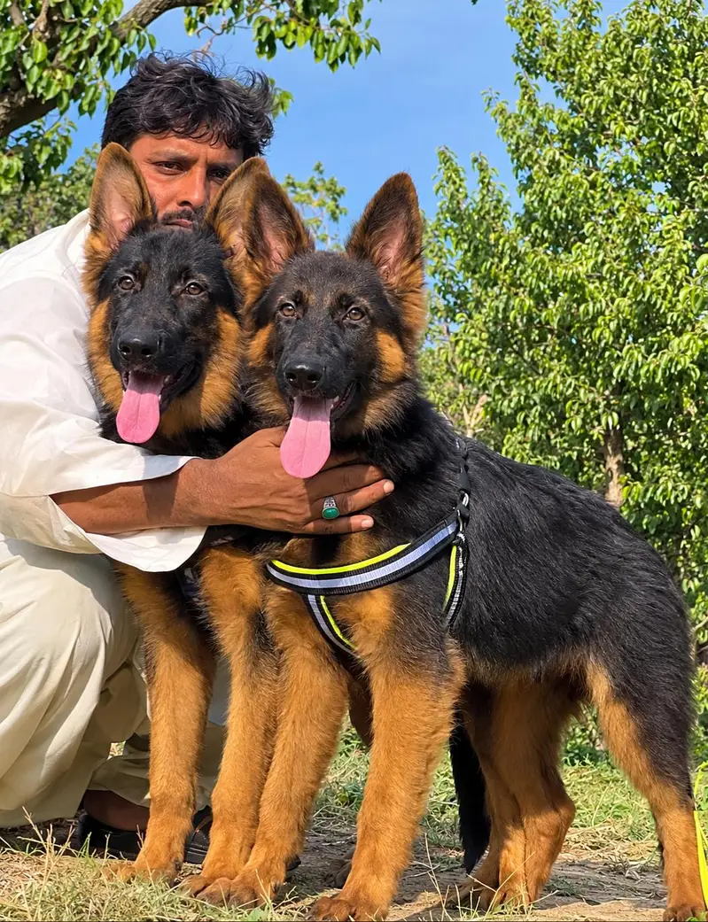 German Shepherd long coat Pair — photo 2