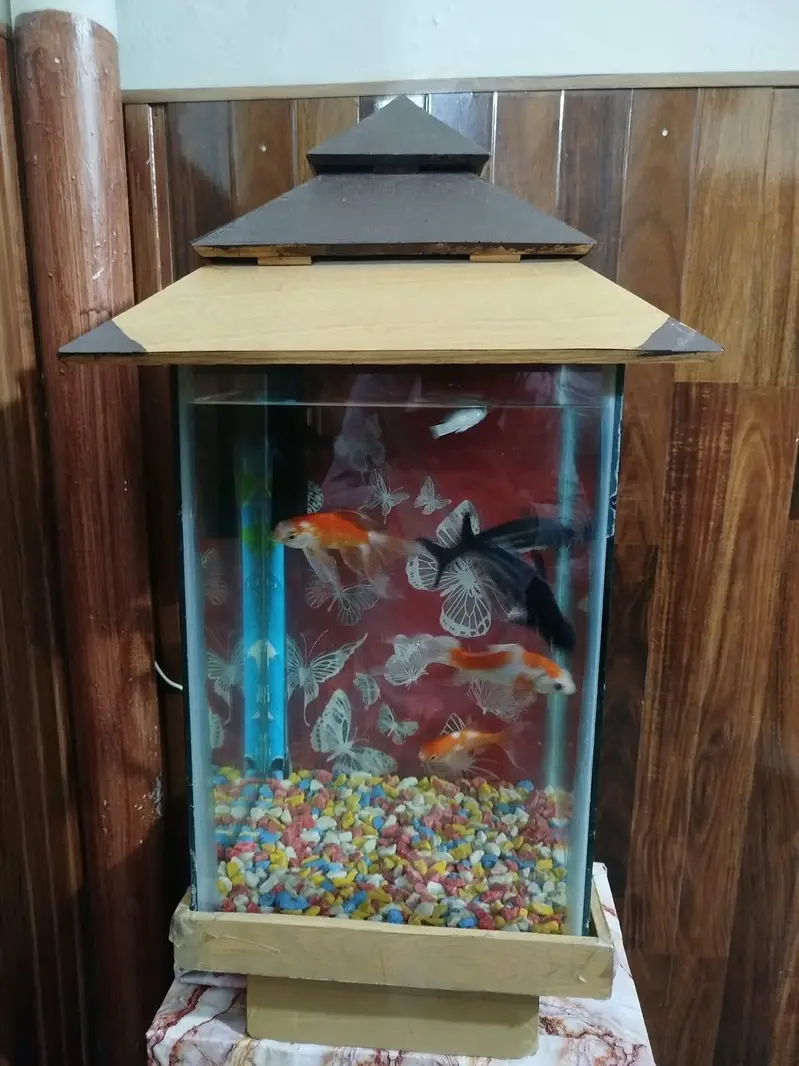 goldfish 3 sharak 2 long siz fish 8 inch airpump and LED light stone