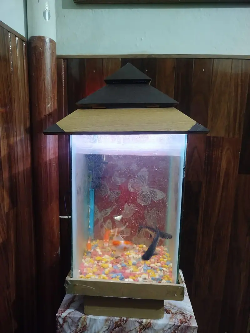 goldfish 3 sharak 2 long siz fish 8 inch airpump and LED light stone — photo 2