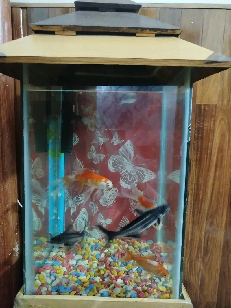 goldfish 3 sharak 2 long siz fish 8 inch airpump and LED light stone — photo 3