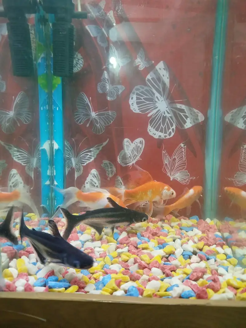 goldfish 3 sharak 2 long siz fish 8 inch airpump and LED light stone — photo 4
