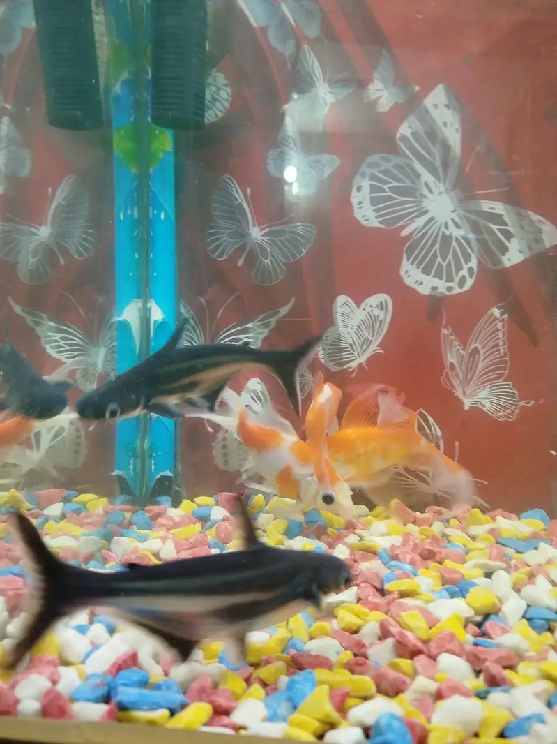 goldfish 3 sharak 2 long siz fish 8 inch airpump and LED light stone — photo 5